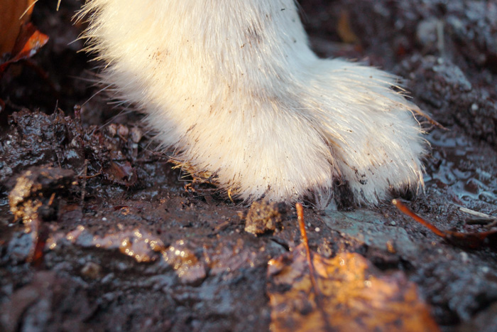 Mud and sodden ground are not a problem for those paws!