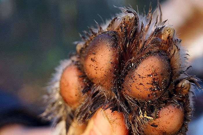 Paw pads for hard, smooth surfaces, space for mud and earth to escape...